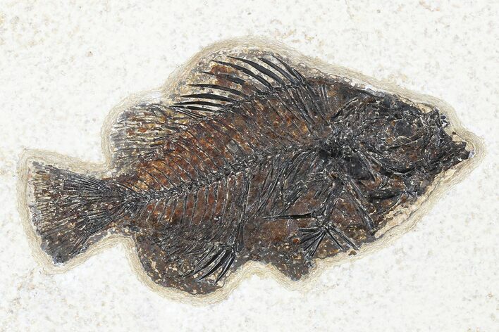 Fossil Fish (Cockerellites) - Green River Formation #179215